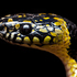 Snakes of Arunachal Pradesh icon