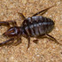 Solifugae of Mozambique icon