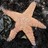 Tracking Starfish Wasting and Recovery icon