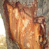 Botswana&#39;s trees with bark removed. icon