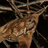 Frogs of South East Queensland icon