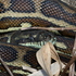 Snakes of South East Queensland icon