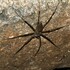Spiders of South East Queensland icon