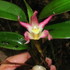 Orquideas Serranía de los Paraguas icon