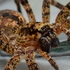 Croatian Spiders (Araneae) - Hrvatski pauci icon