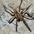 Croatian Wolf Spiders (Lycosidae) icon