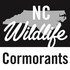 NC Double-Crested Cormorants icon
