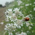 Fauna Universidad Agraria La Molina - Lima icon