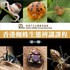OWLHK 香港蜘蛛生態辨識課程 (第一期) icon