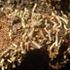 Rust-covered vachellia pod galls of Serowe, Botswana. icon
