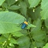 American Elderberry Production - Common Insects icon