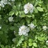 Rhody Roses icon