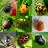 Beetle Biodiversity of New York State icon