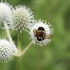 Lake County Bumblebee Monitors icon