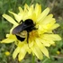 Pollinator Week BioBlitz - Cleveland County OK icon