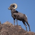 Animals of the Silver Peak Range, NV icon