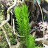 Ferns and Lycophytes of the Southern Cape icon