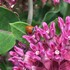Parks for Pollinators 2022: Calvert County icon