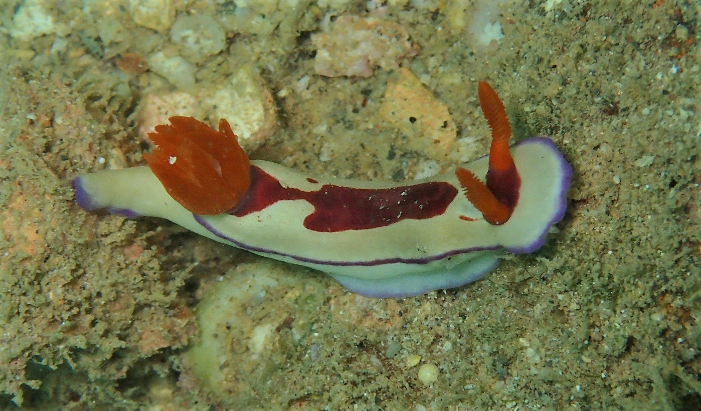 Exmouth And Coral Bay Sea Slug Census July 2022 · Inaturalist