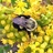 Pollinators Across America icon