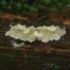 Rare and protected fungi associated with spruce icon