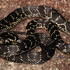 Herpetofauna of the Greater Blue Mountains Region icon