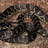 Herpetofauna of the Greater Blue Mountains Region icon