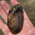 Freshwater mussels of the French Creek Watershed icon