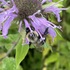 Land Lab Ecology Bee Survey 2022 icon