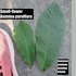 Asimina Parviflora and Triloba differentiation icon