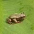 Rare frogs in the Garden Route icon