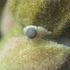 Butterfly eggs on treehoppers icon