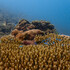 Hard Corals of Gita Nada MPA icon