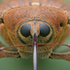 Weevils of Denmark icon