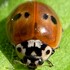 August Lady Beetle BioBlitz 2022 icon