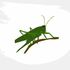 Australian Grasshopper - Oedipodinae Review Project icon