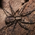 Spider of Hangzhou icon