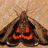 Moths of Calhoun County, MI icon
