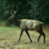 Cowichan Valley Elk Project icon