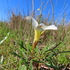 Tienie Versfeld Wildflower Reserve icon