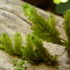 Bryophytes s.l. of the Canary Islands icon