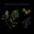 Myrtaceaes de Ubatuba icon