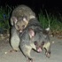 Mammals of the Central Coast, NSW icon