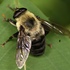 Flower Flies of the Eastern USA icon