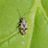 Miridae of the Eastern United States icon