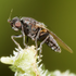 Sphaeroceridae UK icon
