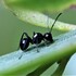Ants (Formicidae) of Queensland icon