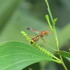 Vespid Wasps of Sri Lanka icon