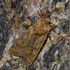 Alpine Noctuids (typical examples, Europe) icon