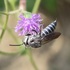 Indian bee-flower interactions icon